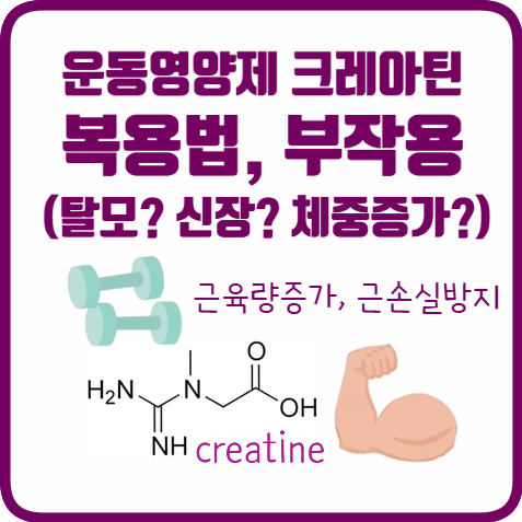 크레아틴 운동영양제 효과 복용법 | 부작용(feat.탈모?신장?체중증가?) 로딩 하루섭취량
