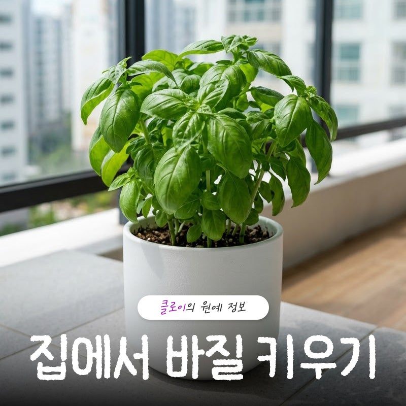 바질 키우기, 초보도 집에서 가능한 물주기 및 온도 유지 방법