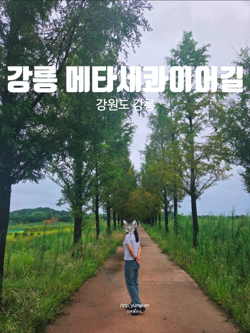 강릉 메타세쿼이아길 경포생태저류지 산책하기 좋은 포토존 강원도 명소