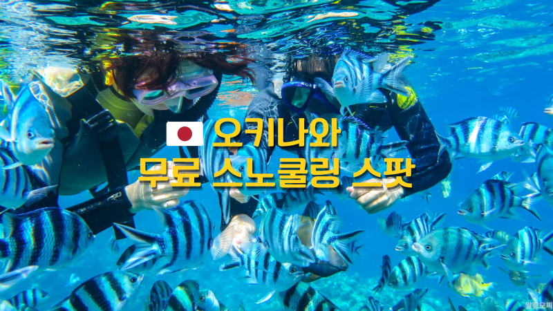 오키나와 물고기 많은 무료 스노쿨링 스팟 5곳, 현지인 추천 포인트
