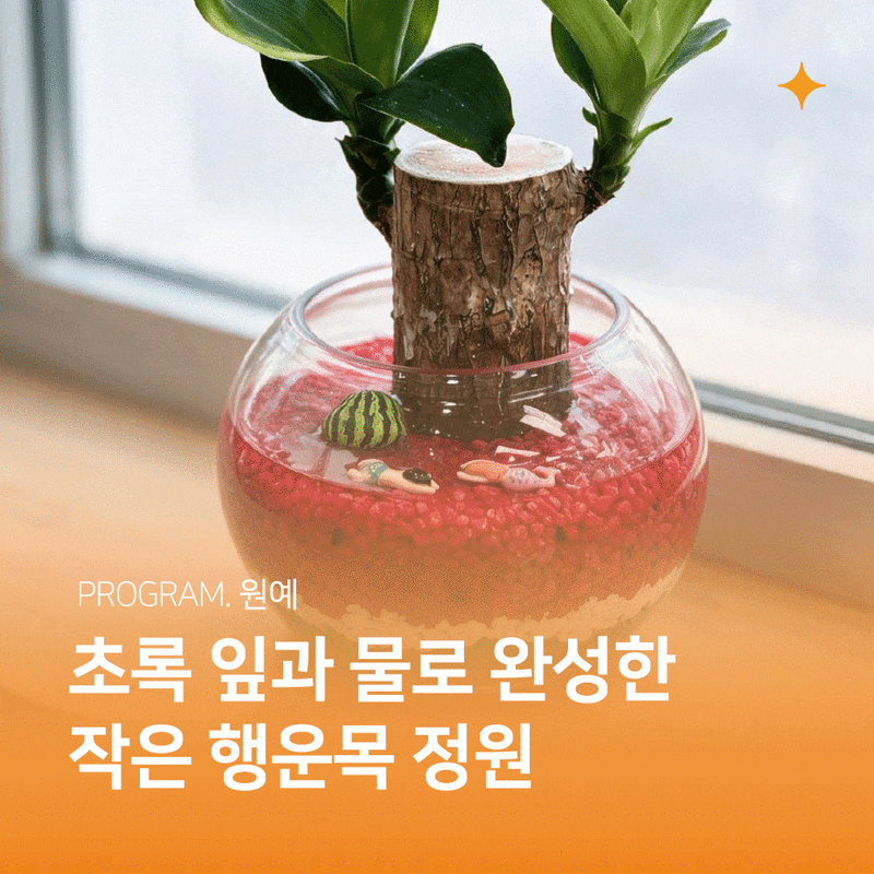 [행운목 수경재배 만들기] 아미나요양병원 원예 / 암요양병원 프로그램