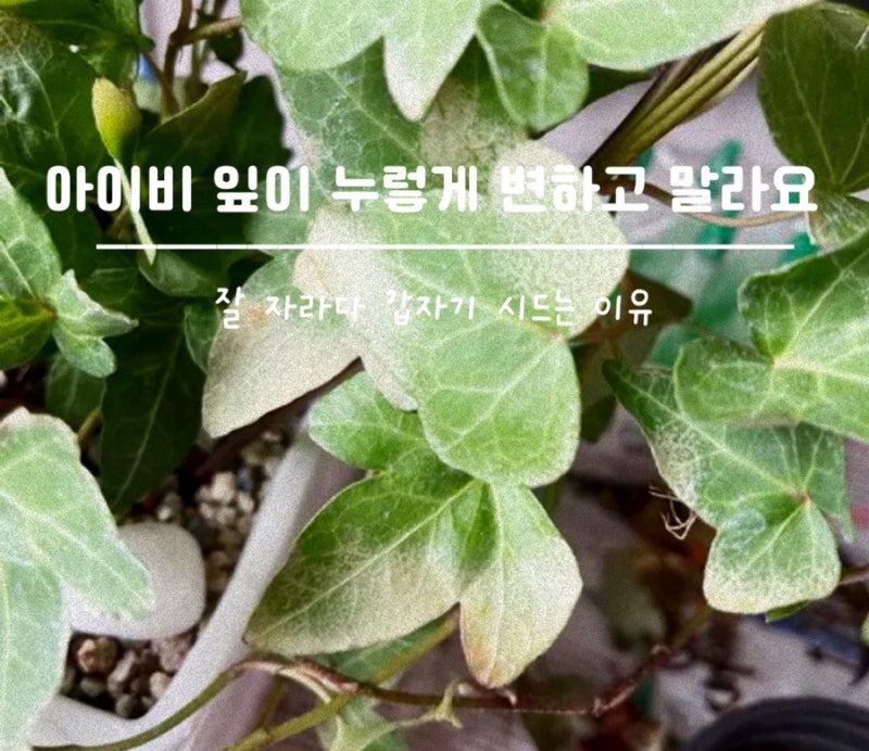 아이비 잎이 누렇게 변하고 말라요, 물 줘도 계속 시드는 이유