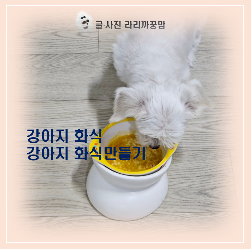 사료 거부 노견도 완밥하는 닭고기 단호박 강아지 화식 황금 레시피
