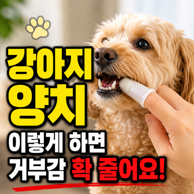 강아지 손가락칫솔 사용법 양치 쉽게 하는 방법 강아지 치약 추천 선택 팁