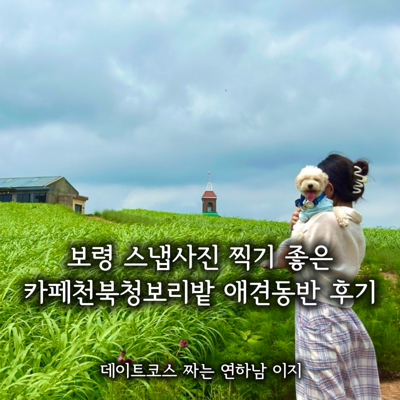 보령 가볼만한곳 카페천북청보리밭 애견동반 후기 그해우리는 촬영지