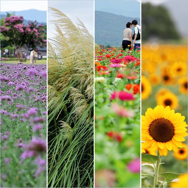 今、慶州で行くべき場所 8月の慶州花見 ひまわりの見どころ