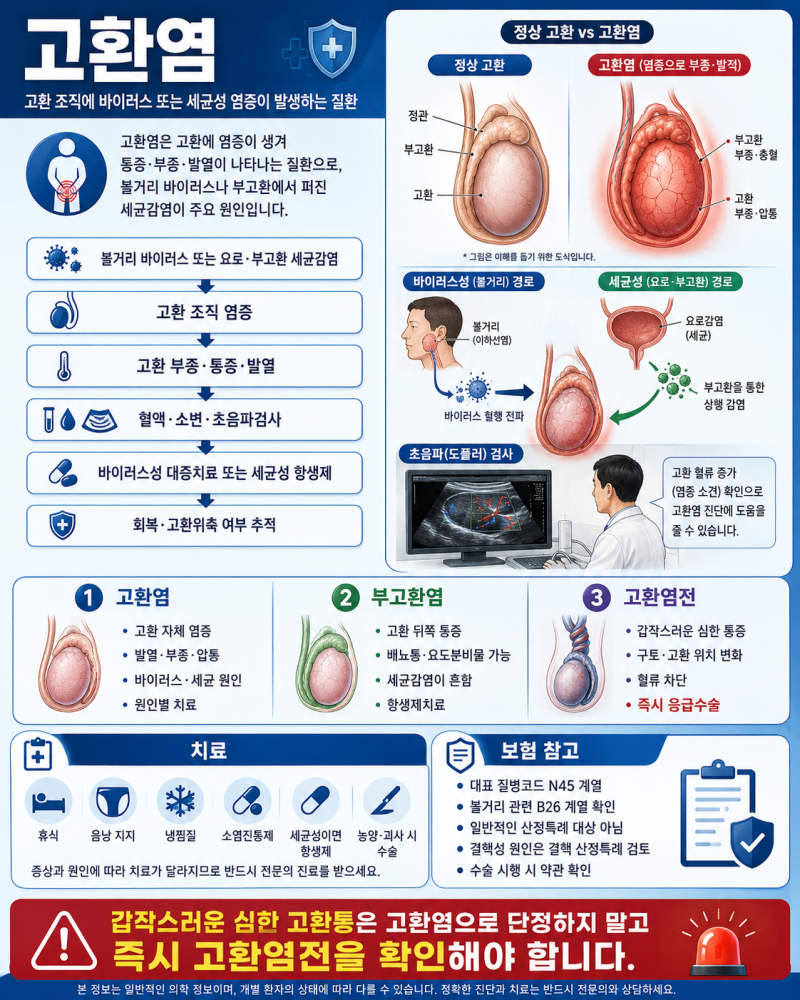 고환염, 고환이 붓고 아프다면? 부고환염과 고환염전까지 함께 구별해야 합니다
