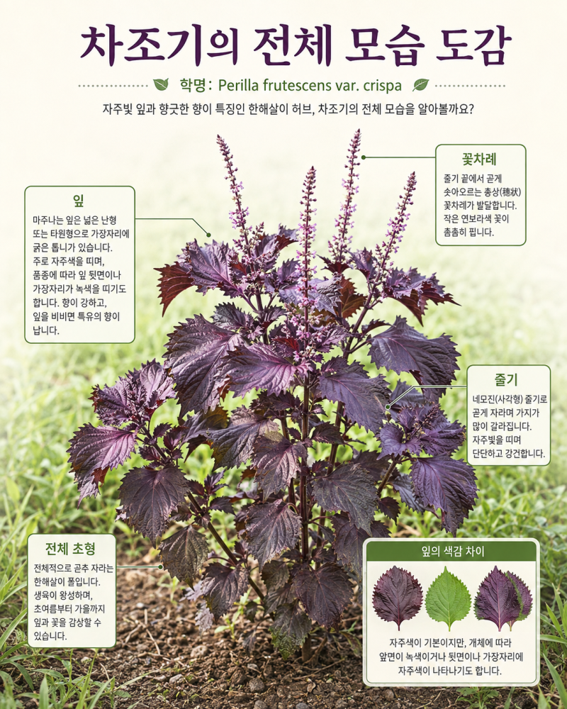차조기 효능과 먹는 법, 자소엽의 전통 활용과 들깨와의 차이·부작용