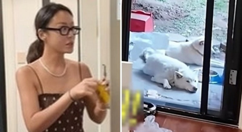 황정음 강아지 두 마리, 폭염 마당에 축 늘어진 장면…요리 영상에서 왜 이게 터졌나
