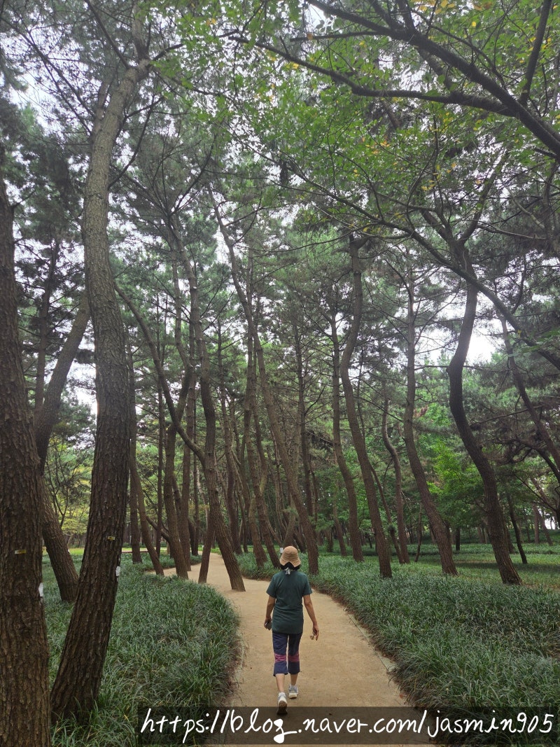 서천 장항 송림 맥문동 꽃 실시간