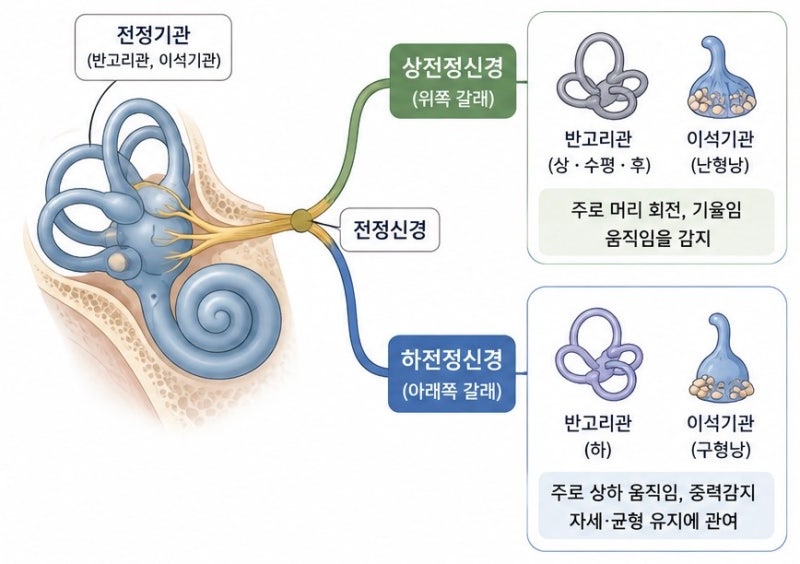 양재 전정신경염 | MRI가 정상인데 며칠째 빙글빙글 어지럽다면, 전정신경염을 살펴보세요