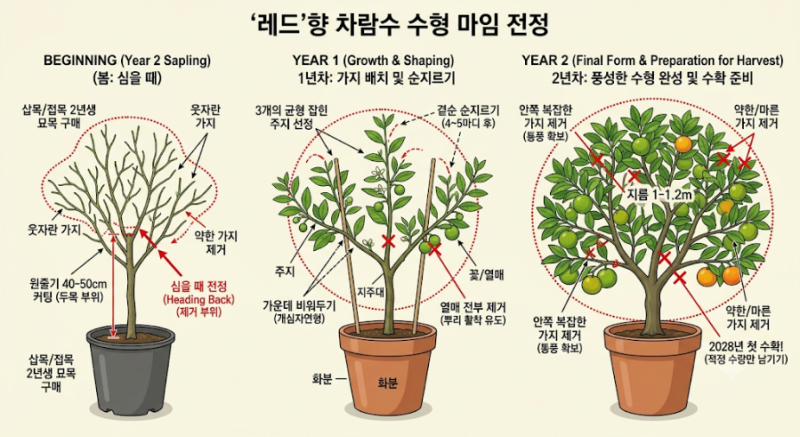 귤나무 수형잡기