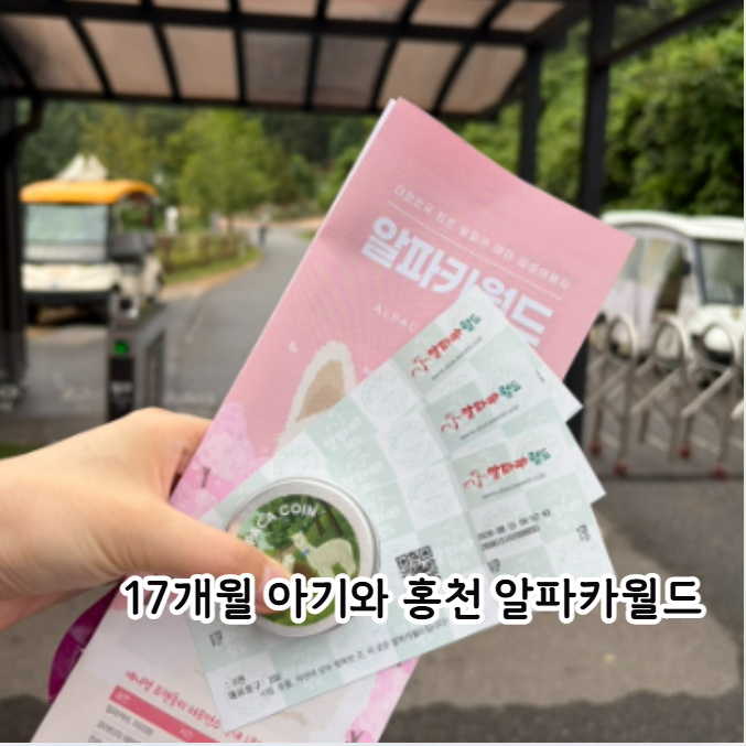 9월 강원도 여행 추천 | 17개월 아기와 홍천 가볼 만한 곳 알파카월드