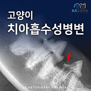 고양이 치아흡수성병변 증상 발치만이 답인가요? 비용은?