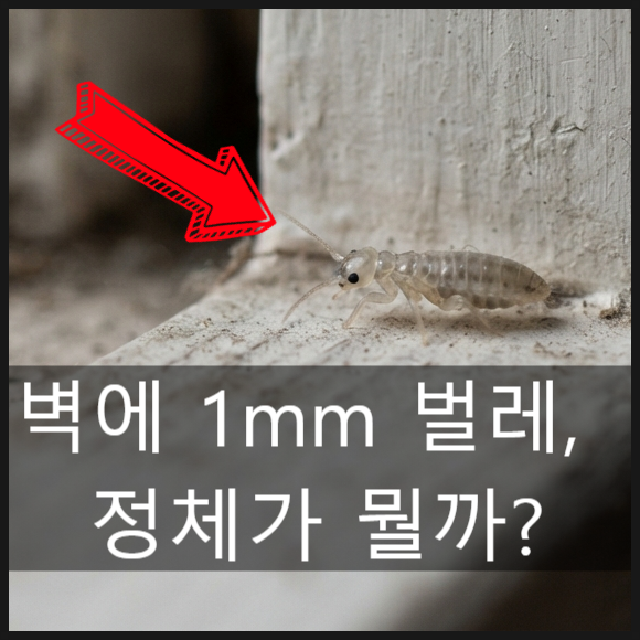 먼지다듬이 퇴치제 추천, 집에 아주 작은 벌레 없애는 법