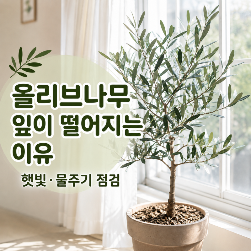 올리브나무 잎이 떨어지는 이유, 물 주기부터 점검해요