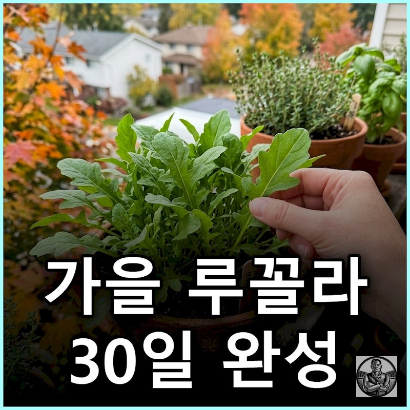 "씨앗 뿌리고 딱 30일" 가을 베란다 루꼴라 수확법