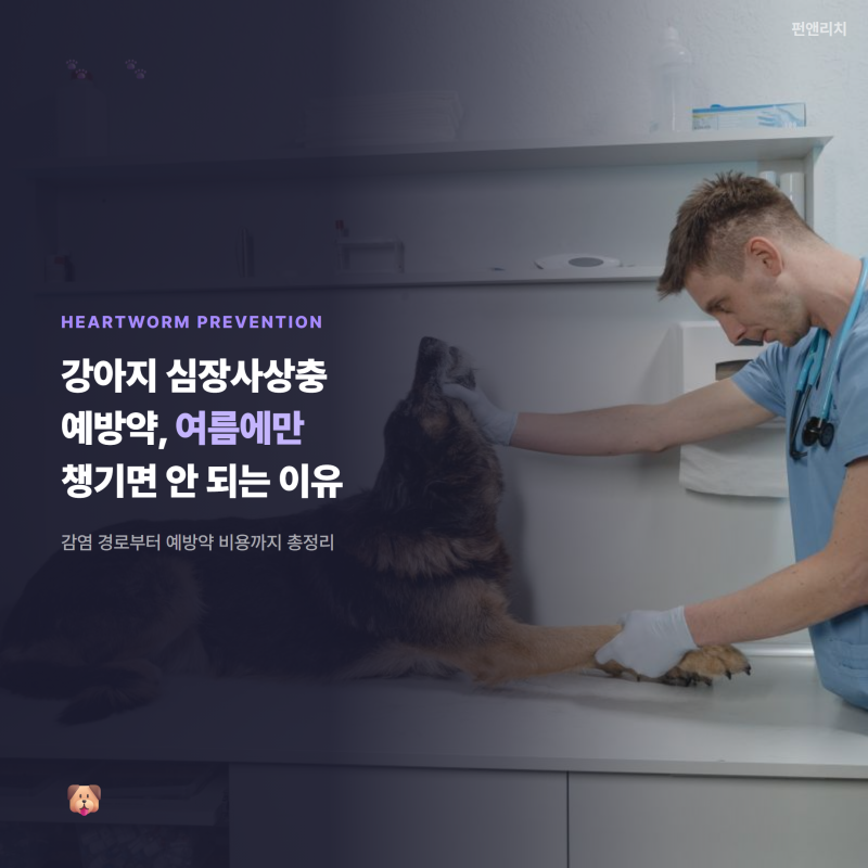 강아지 심장사상충 예방약, 여름에만 챙기면 안 되는 이유
