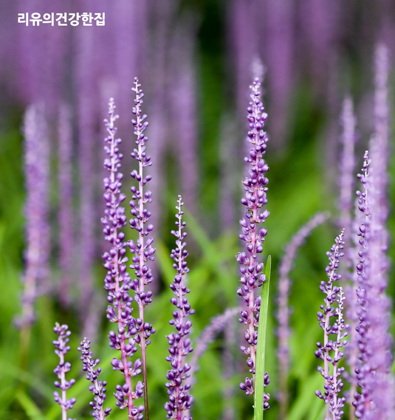 맥문동 꽃, 맥문동효능 여름에 피는 보라색 꽃의 정체