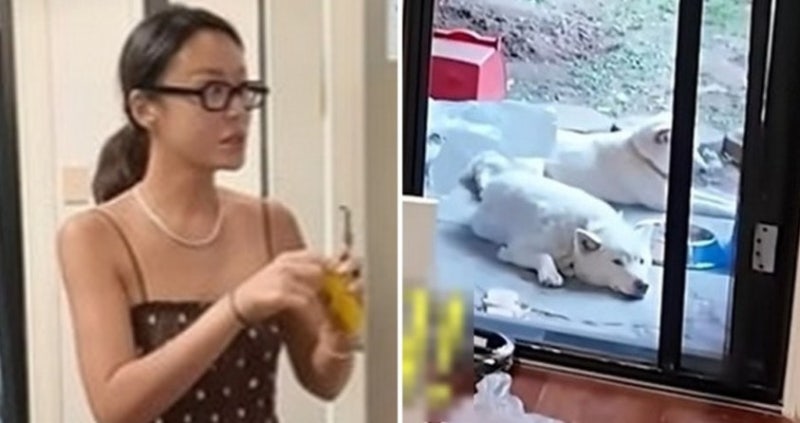 황정음 유튜브에 찍힌 강아지 두 마리…댓글 3천 개가 갈비찜 말고 이걸 봤다