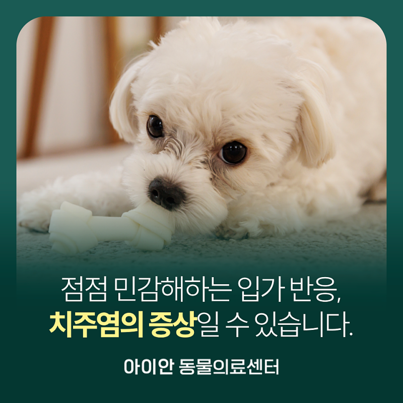 [고덕동동물병원] 강아지 치주염 증상부터 발치까지, 치료 과정 제대로 알아보기