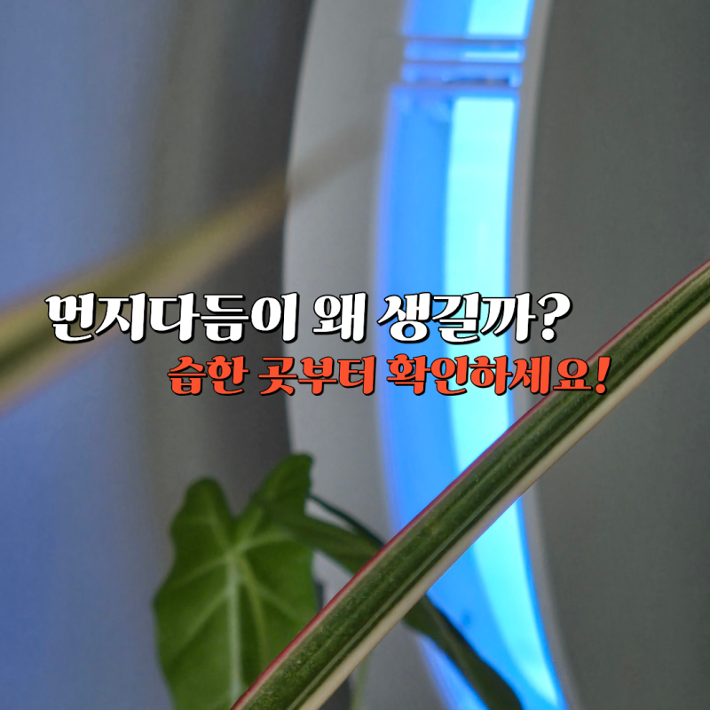 먼지다듬이 계속 잡아도 나온다면? 놓치기 쉬운 원인이 있습니다