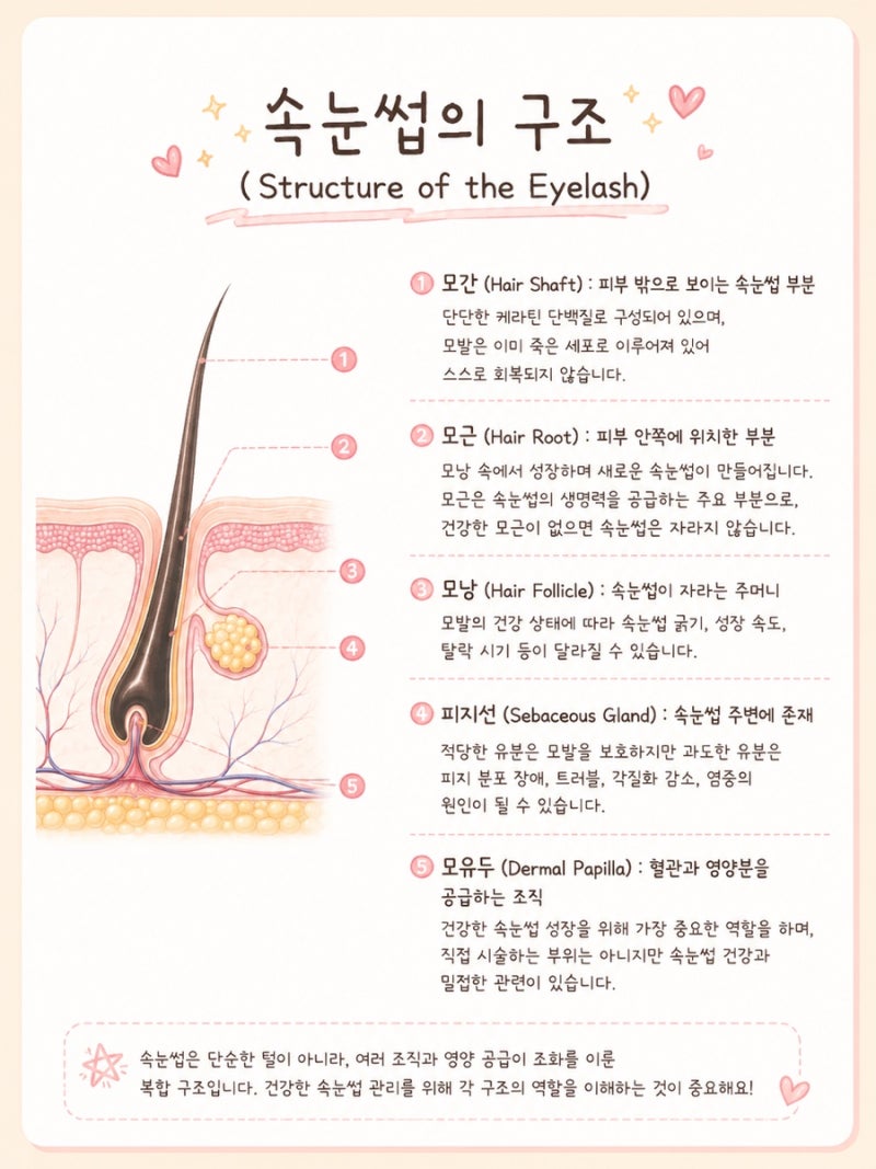 속눈썹은 스스로 자라날까? 속눈썹펌 후 영양제가 필요한 이유!