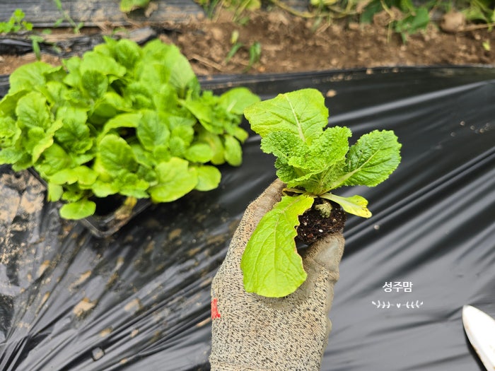 가을 김장배추심는시기 배추키우기 배추모종심고 왔어요.