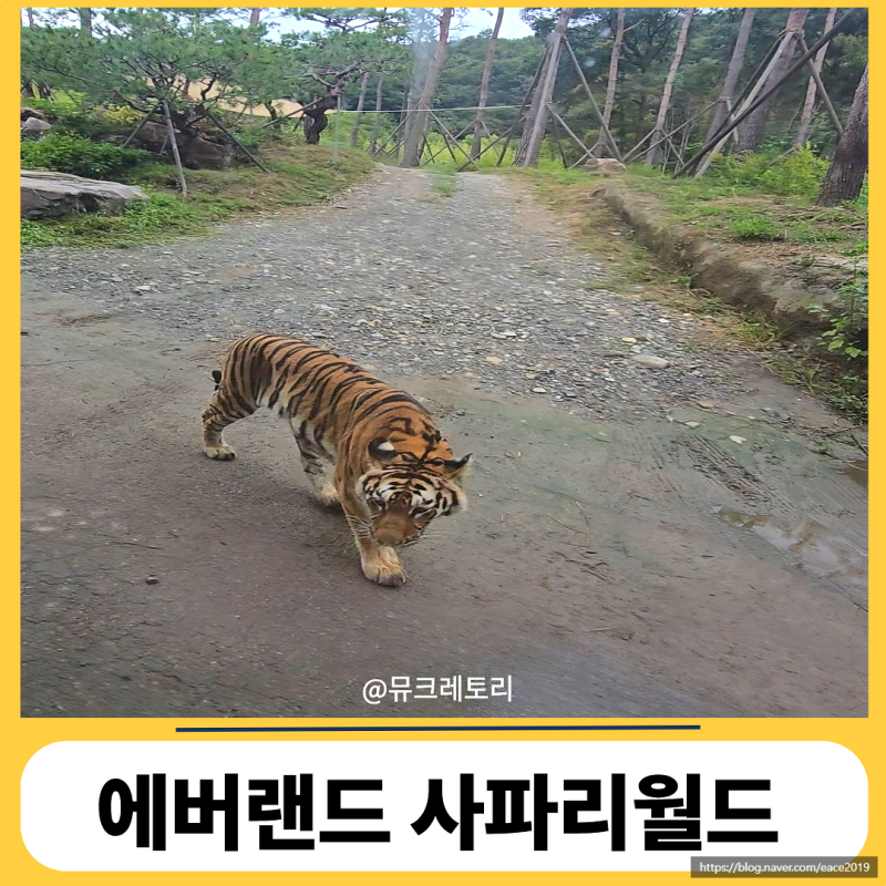 용인 에버랜드 비 오는 날 사파리월드 방문 현장 줄서기 대기시간