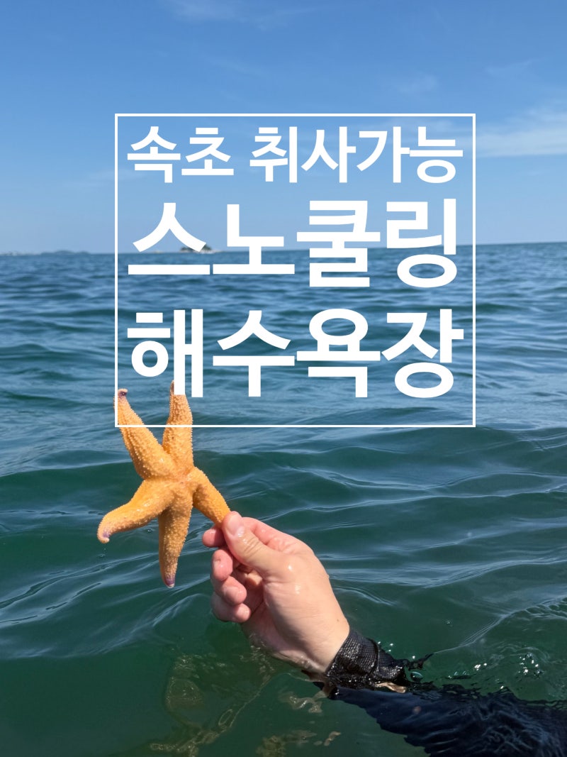 속초 장사항 스노쿨링, 취사 가능 해수욕장, 차박 노지 장소 공유 ,국내 스노쿨링 명소 ,속초 ....