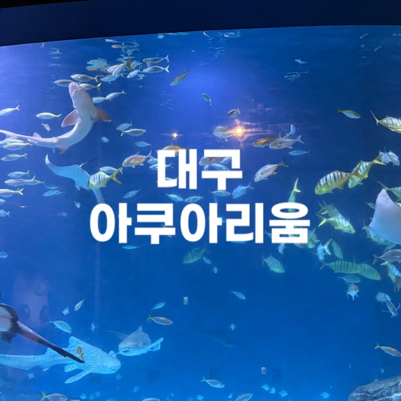 [대구] 아이랑 실내 가볼만한곳｜대구아쿠아리움 신세계백화점 (연간회원권,입장료, 주차, ....