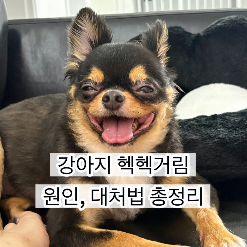 강아지 헥헥거림, 안 더운데 왜 이럴까? 원인부터 대처법까지