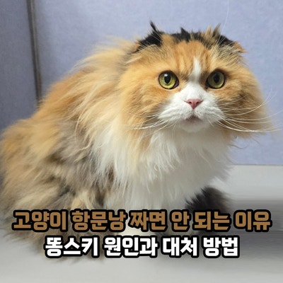 고양이 항문낭 짜면 안 되는 이유는? 똥스키 원인과 대처 방법