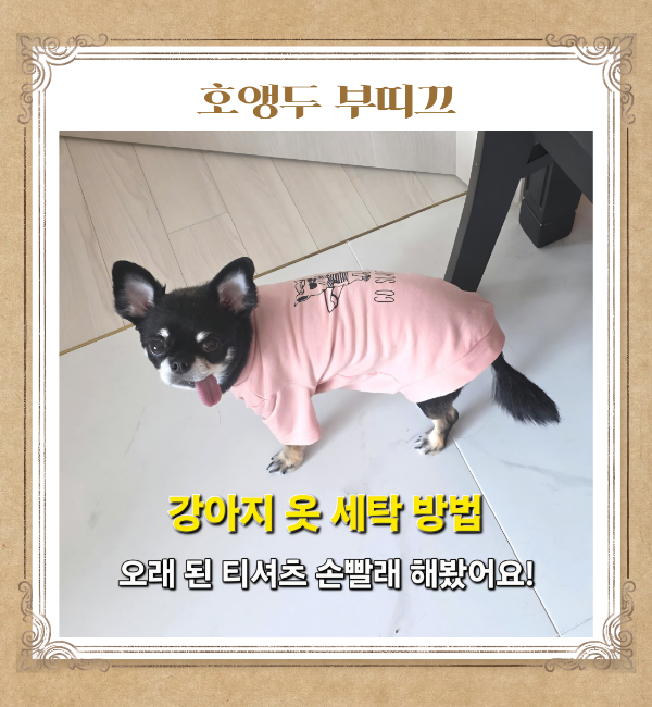 강아지옷 세탁 방법, 오래된 티셔츠 보풀과 묵은때를 손빨래 해봤어요!