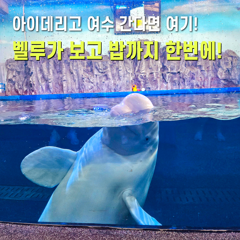 여수 가볼만한곳 아이랑 아쿠아플라넷 아쿠아리움 입장료 놀거리 푸드코트