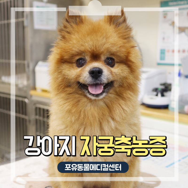 안산 24시 동물병원 강아지 자궁축농증 증상부터 수술까지 12살 노령견의 기적 같은 치료 이....