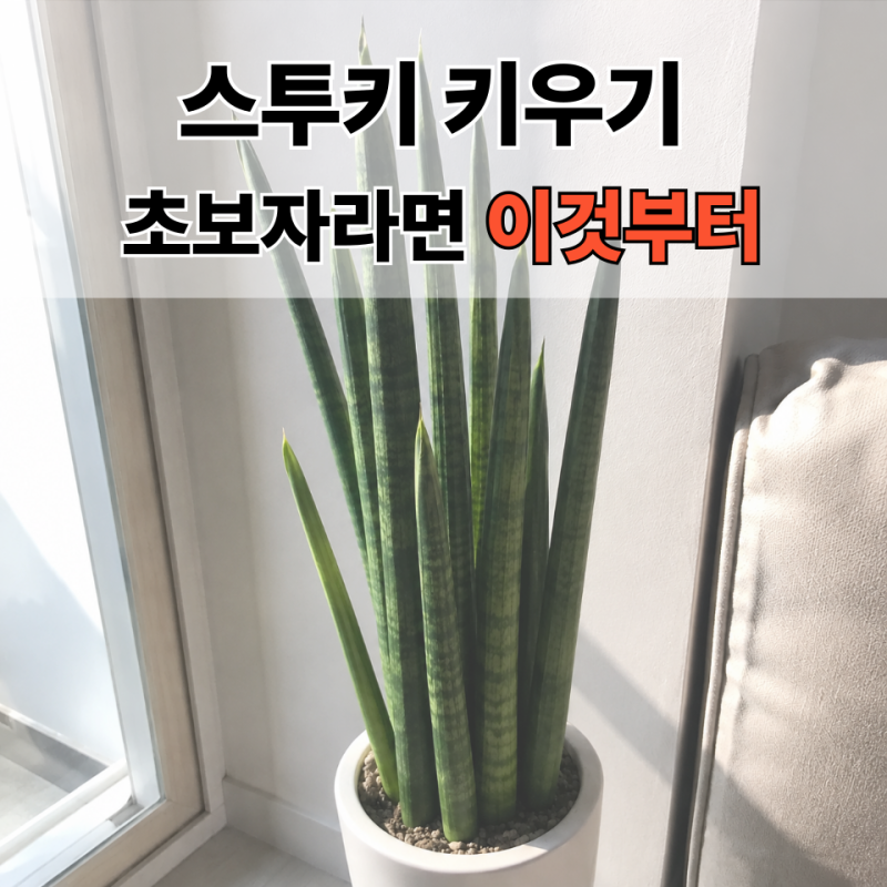 스투키 키우기｜물주기부터 햇빛, 분갈이까지 초보자 가이드