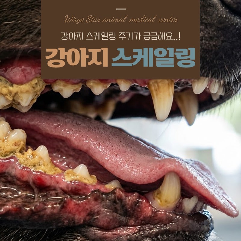 강아지 스케일링 주기부터 노령견 치아관리까지 한 번에 정리