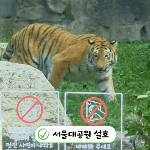 서울대공원 동물원(설호) 입장료와 주차정보, 리프트 당일권 이용 후기