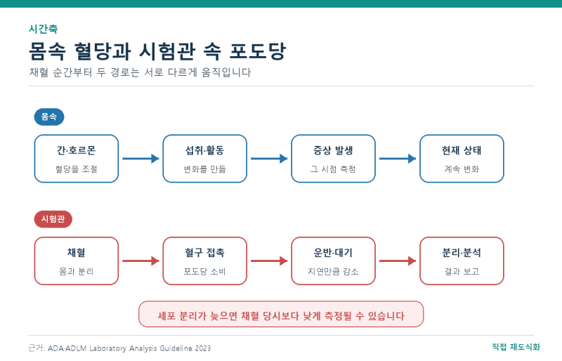 혈당이 너무 낮게 나왔는데 멀쩡하다면｜검체 처리 지연과 진짜 저혈당 구분