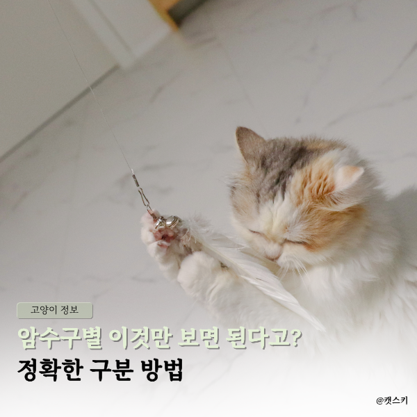 고양이 암수 구별 이것만 보면 된다고? | 정확한 구분 방법