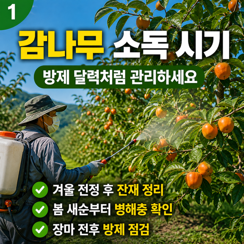 탄저병·깍지벌레부터 감나무 병충해 관리까지 한 번에 정리