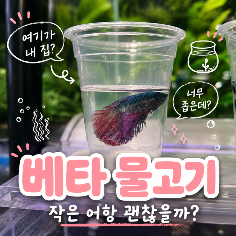 베타 물고기 키우기 먹이와 수명, 작은 어항에서 키워도 될까?