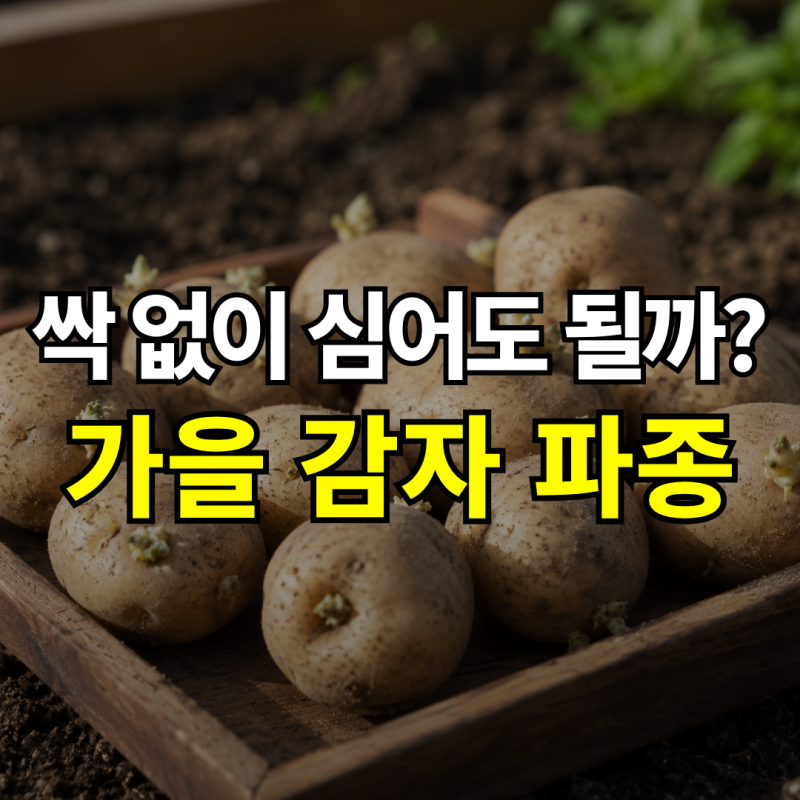 “씨감자 이때 심으세요” 가을감자 심는시기, 파종 전 싹틔우기 해야 할까?