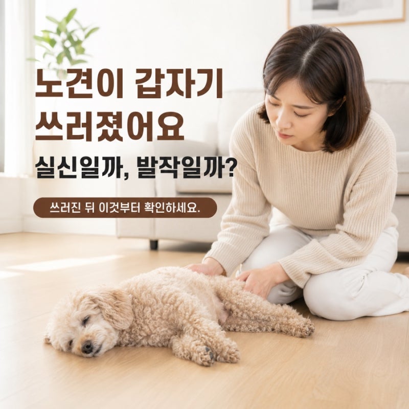 노견 실신과 발작 차이, 보호자가 꼭 볼 포인트