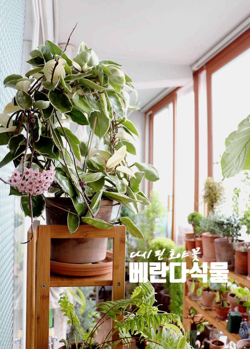 다시 핀 호야꽃 가을을 준비하는 호야 키우기 식물관리