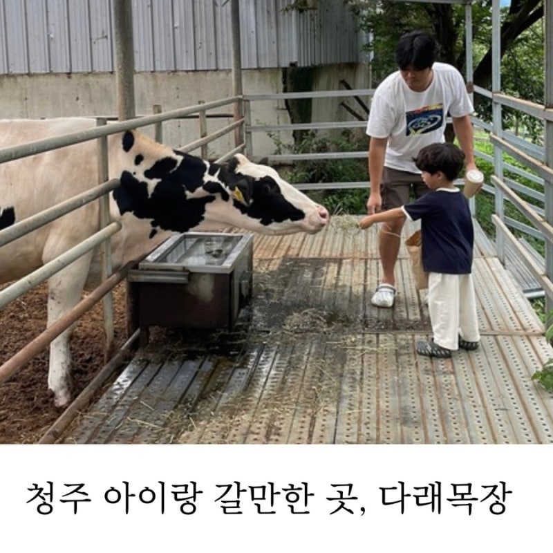 청주 아이랑 갈만한 곳, 내수 다래목장 동물 먹이주기부터 수제요거트까지