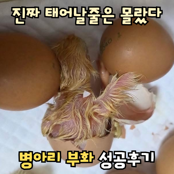 병아리 부화기 만들기 부화 온도 기간 검란 방법 육추기 주의점