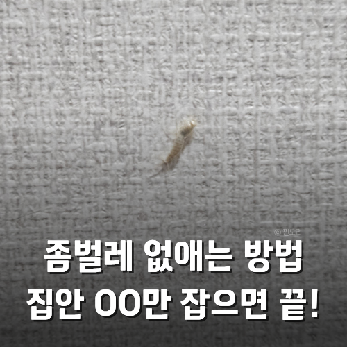 좀벌레 생기는 이유와 없애는 방법 예방 총정리