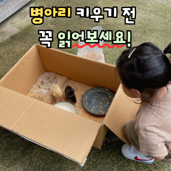 병아리 키우기, 병아리집 준비 먹이 모이 사료 주는법